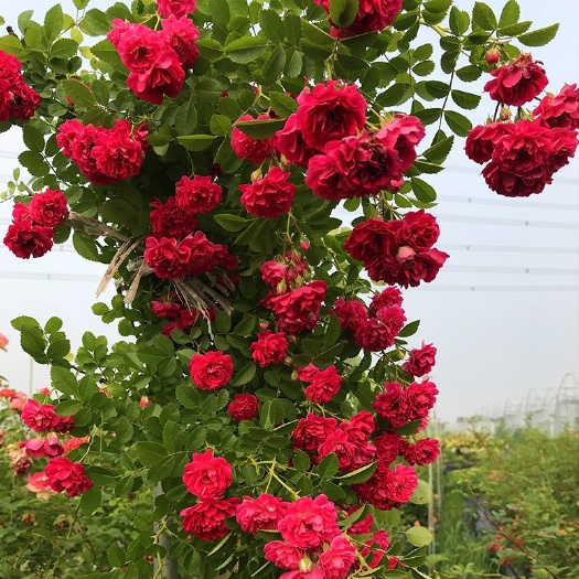  甜蜜红木香花苗盆栽室内外庭院花卉浓香爬藤植物耐寒四季开花不断