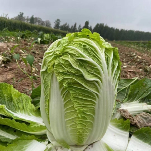 夏邑县春峰黄心白菜种子，早熟，单球重六七斤，耐抽苔，抗病能力强