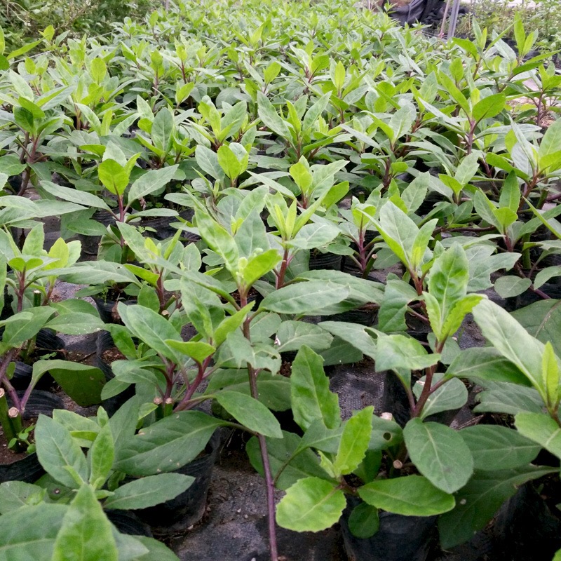 富贵菜苗 明月草苗盆栽白背菜蔬菜种植食用白子菜植物金鸡