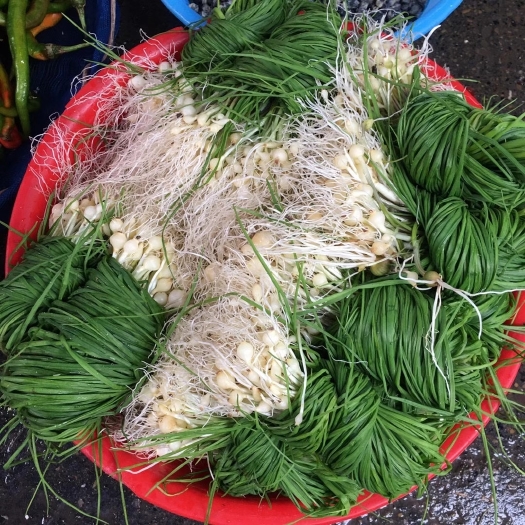 衡东县野蒜 新鲜现挖野葱苦蒜带叶带须野农家胡葱沙葱野菜非藠头野菜包邮