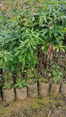 广州金丝楠木