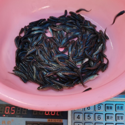 清远鱼苗 山斑鱼苗 七星鱼苗 花星鱼苗