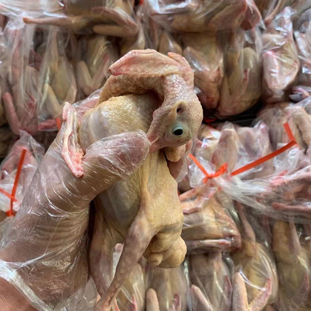 晋州市乳鸽，老鸽子，白条鸽 ，冷冻鸽肉厂家直销大量供应