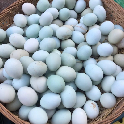 万宁市绿壳蛋 琼中散养绿壳鸡蛋