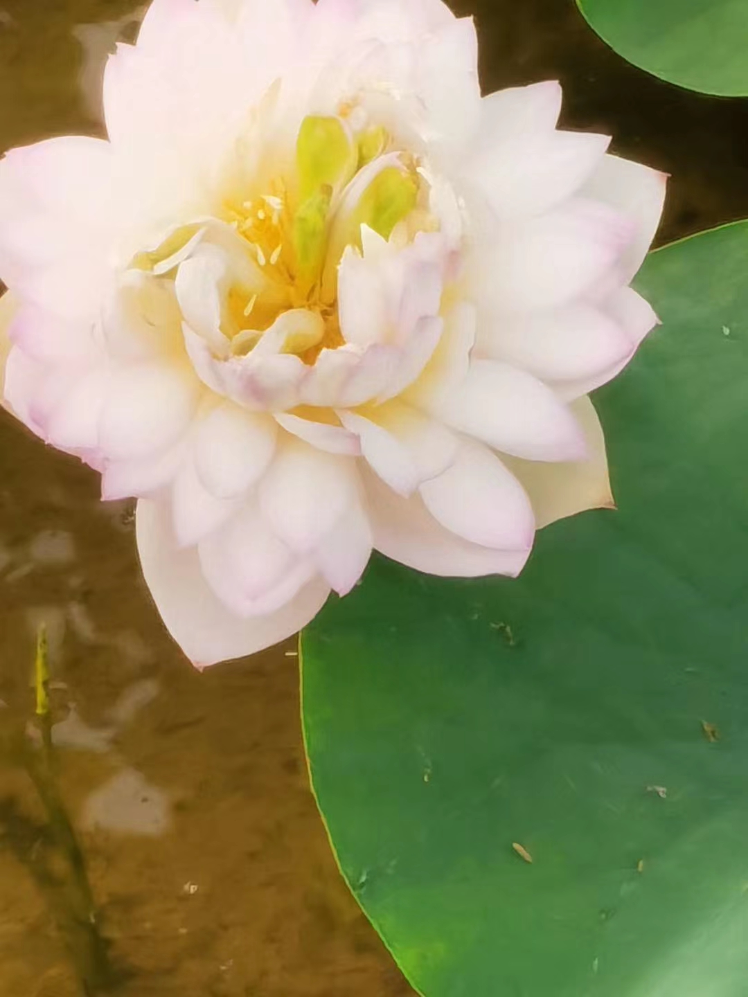红花莲藕苗 白洋淀野生荷花苗