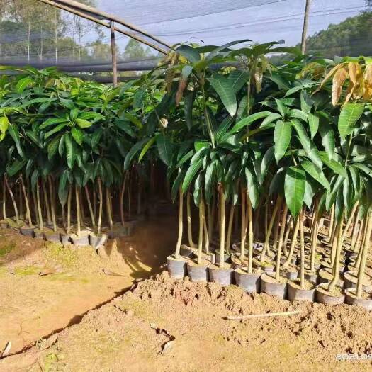 湛江金煌芒果苗 黑黄皮果苗，芒果苗，量多优惠