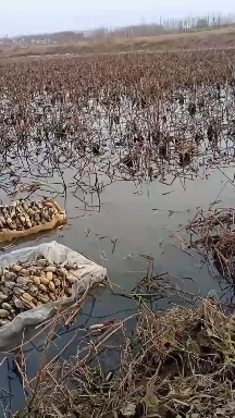 滨州 自家莲藕