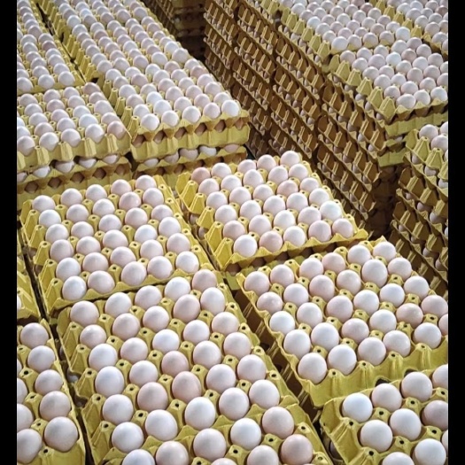 深州市粉壳蛋 无抗加色精品粉壳