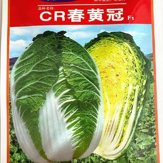 南昌黄心白菜种子 CR春黄冠大白菜种子，10克
