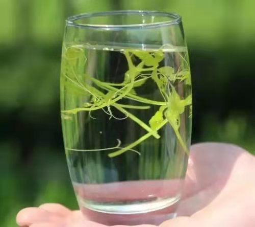 绞股蓝茶 陕南特产平利绞股蓝龙须茶