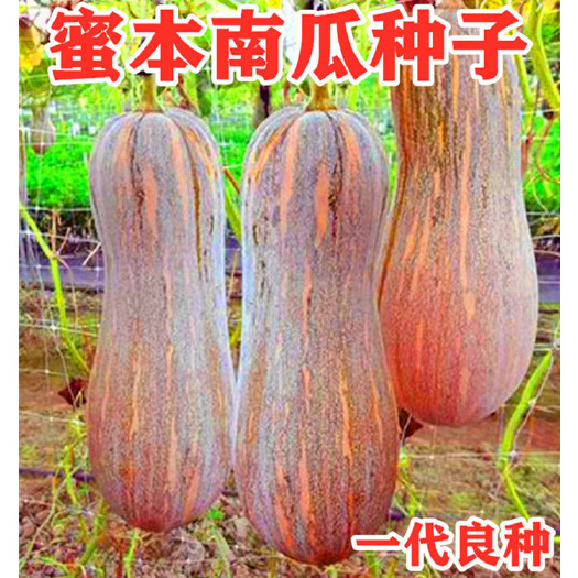 邵东市早熟蜜本南瓜种子高产超甜甜面新品种南瓜籽种子春季易种蔬菜种