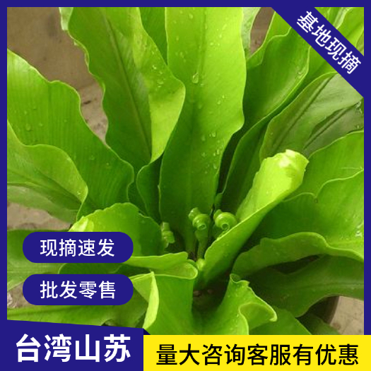 肇庆山苏菜 山苏野菜 基地现摘速寄 酒店特色菜