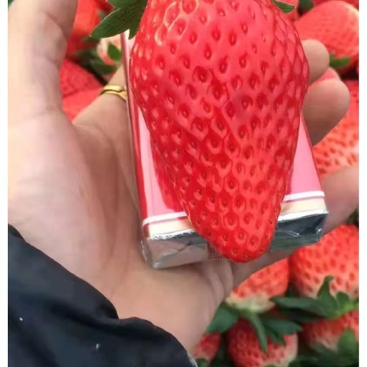 泰安 草莓苗