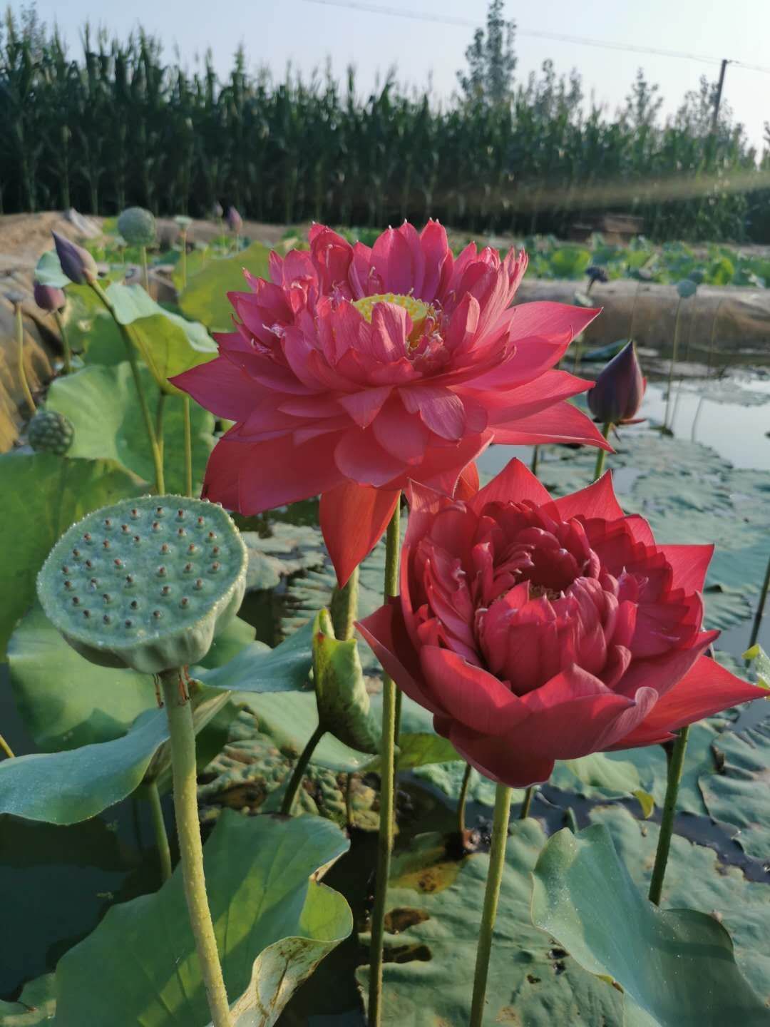 红花莲藕苗 白洋淀野生荷花苗
