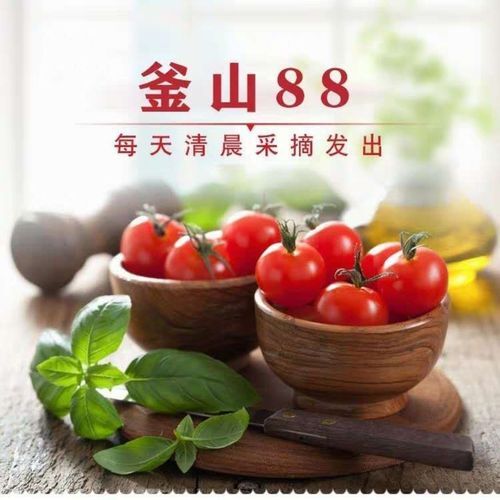 莘县釜山88圣女果 釜山88  圣女果  千玺系列小柿子
