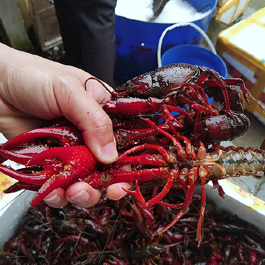 洪湖市湖北小龙虾 荆州小龙虾 洪湖小龙虾456钱中青硬规格