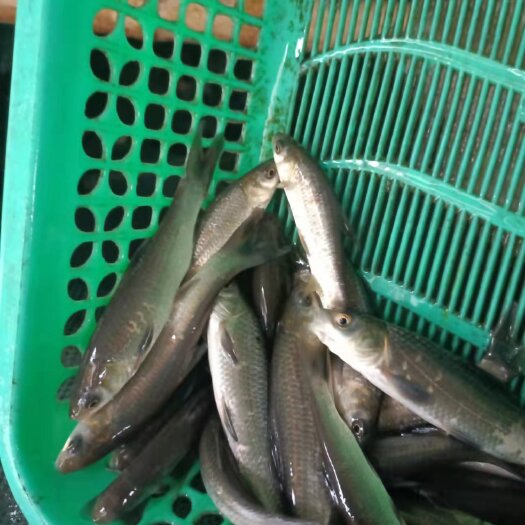 眉山青鱼苗