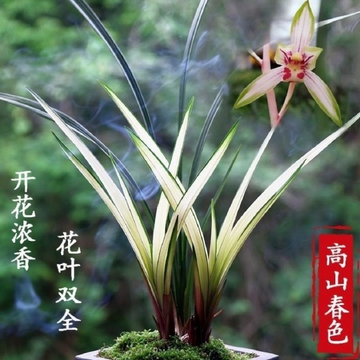南靖县正品兰花建兰高山春色花艺双全浓香优质兰花 促销活动苗盆栽花
