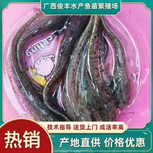 南宁杂交良种大口鲶鱼苗、南方大口鲶、诚信经营、一手货源、量大包送