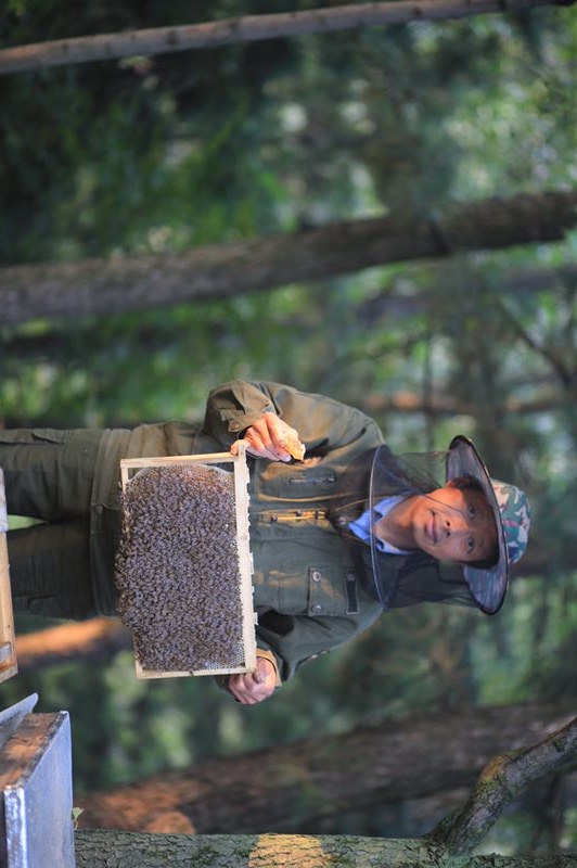 三门峡中华蜜蜂  土蜂 中蜂 活体土蜜蜂