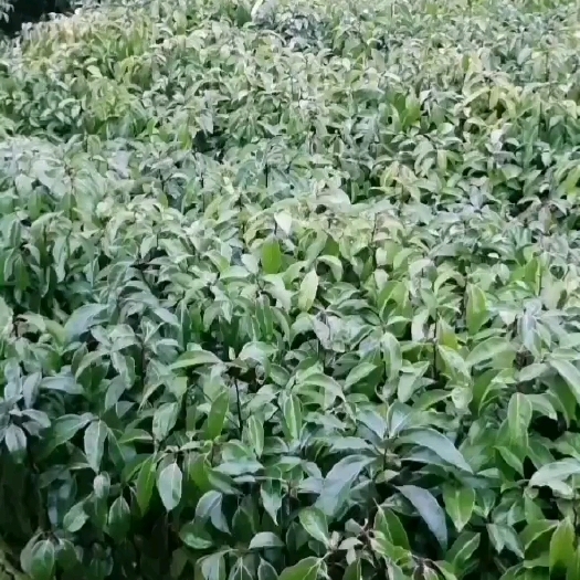 广州香樟