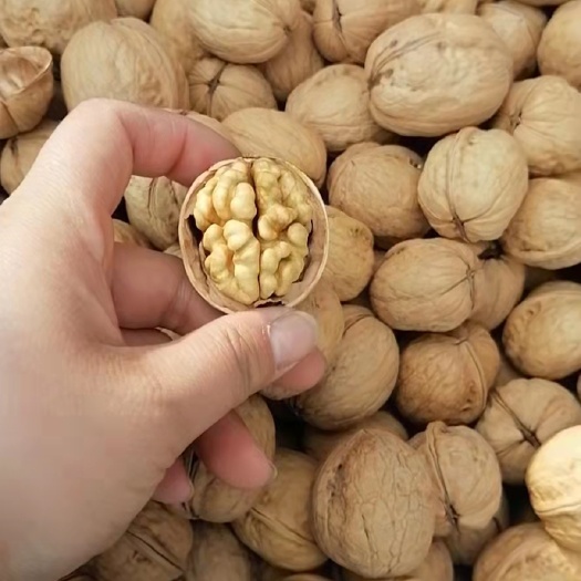 温宿县阿克苏185纸皮核桃