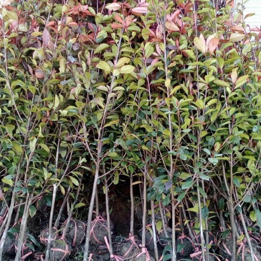 高杆红叶石楠独杆红叶石楠色块绿篱苗圃园林道路绿化苗木大小杯苗