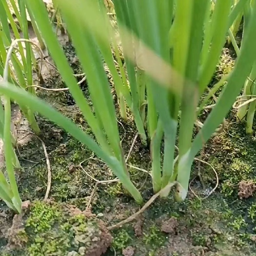 安丘市香葱苗 铁杆葱苗