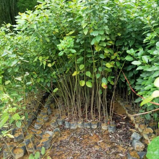 红花荷有1-2斤杯现货，欢迎老板详谈！价格美丽