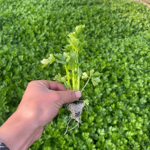 通海县西芹苗，苗子清秀整齐，根须发达，