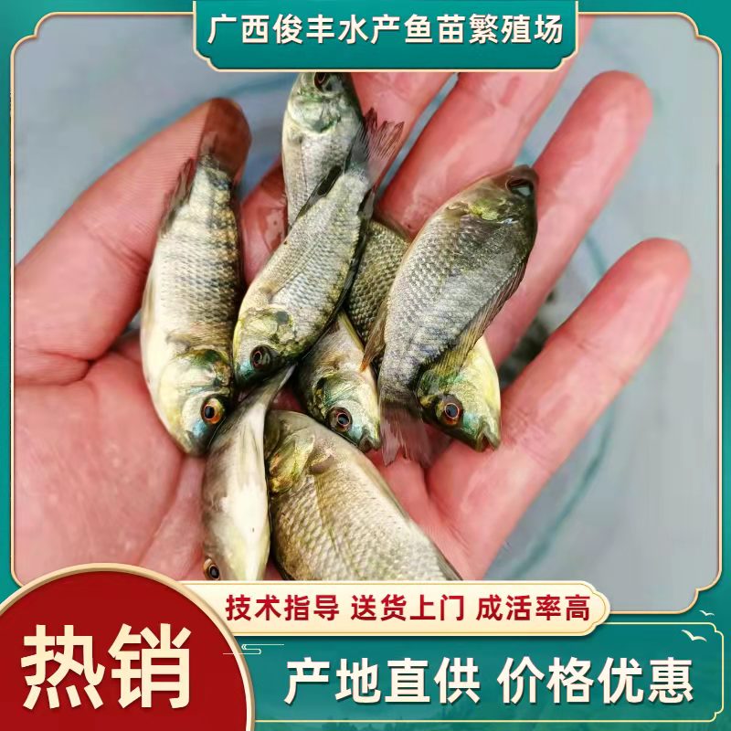 南宁 罗非鱼苗/宝路罗非鱼苗/生长速度快/单性/罗惊爆低价