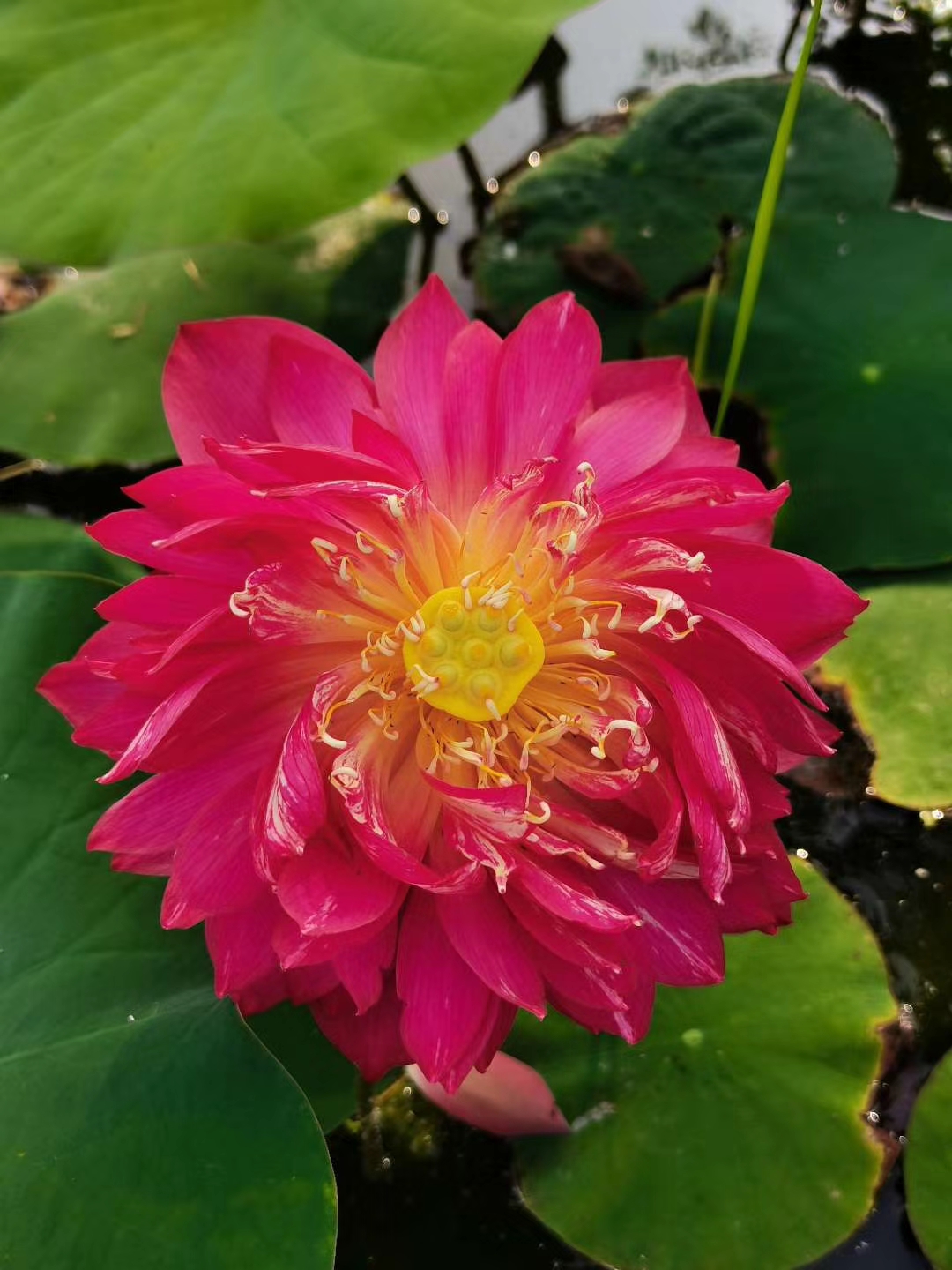红花莲藕苗 白洋淀野生荷花苗