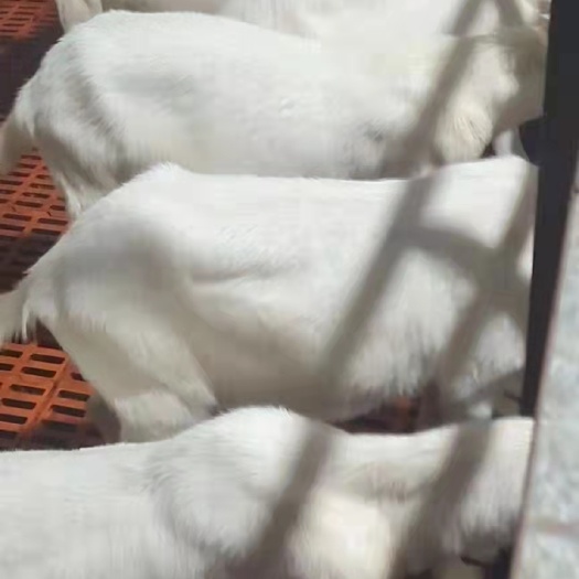 富平县肉羊，公羊，母羊，山羊