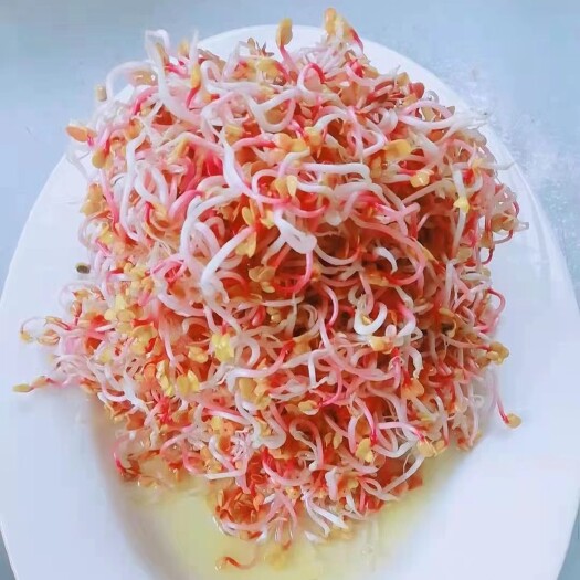 丹东萝卜芽