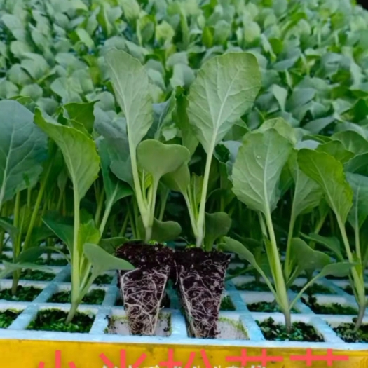 通海县青梗松花菜苗 ，品种好，产量高，苗子清秀，根系好