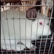 新兴县 肉兔