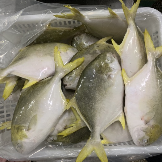 湛江深海金鲳鱼 无脊中刺 活鱼急冻 适合预制菜家庭