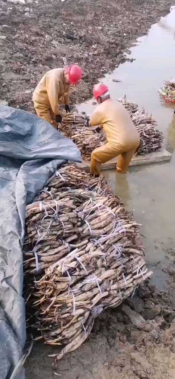 红花莲藕苗 白洋淀野生荷花苗
