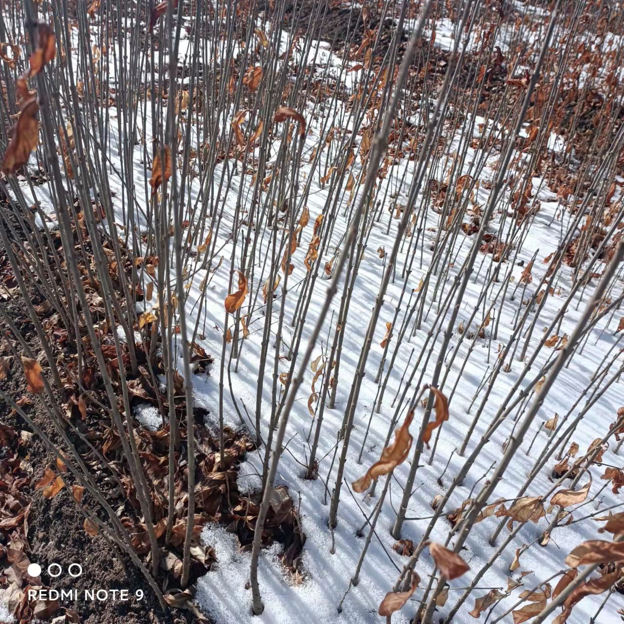 暴马丁香  小苗暴马丁香苗 苗圃直发 质优价低 暴马丁香