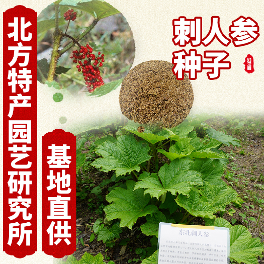 通化县出售长白山刺人参种子，东北刺人参种子免费提供种子种植资料