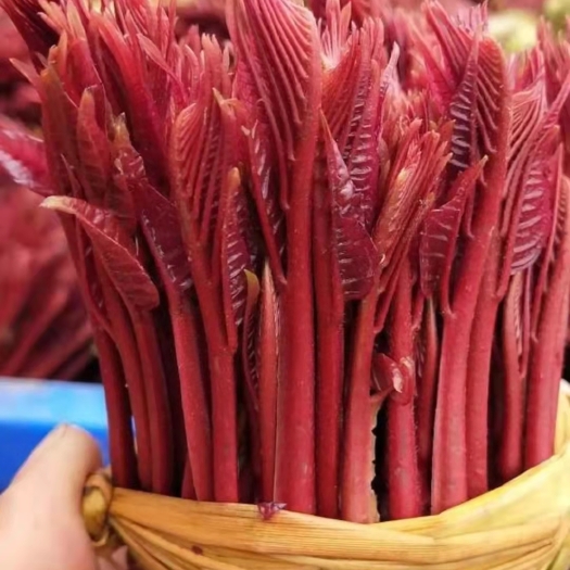 大竹县红油香椿芽