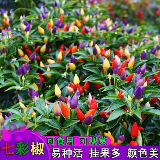 成都七彩椒种子五彩椒种子籽农家蔬菜阳台盆栽种植薄皮椒种子四季播