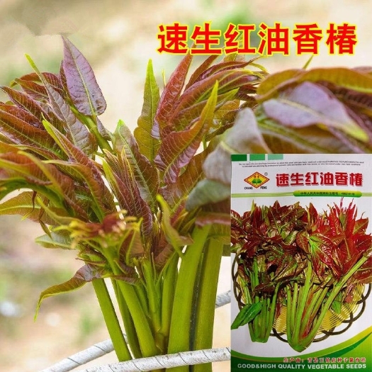 速生红油香椿种子新奇特水培芽苗种子阳台庭院盆栽蔬菜种子易播