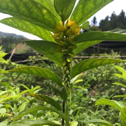 佛山出售黄花倒水莲