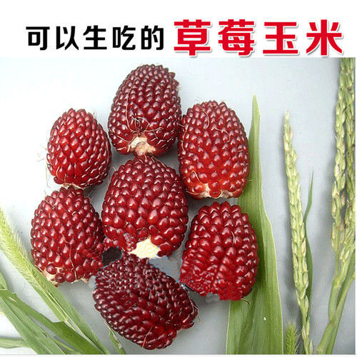 邵东市水果玉米种子草莓玉米种子甜糯种子四季播种蔬菜水果种籽