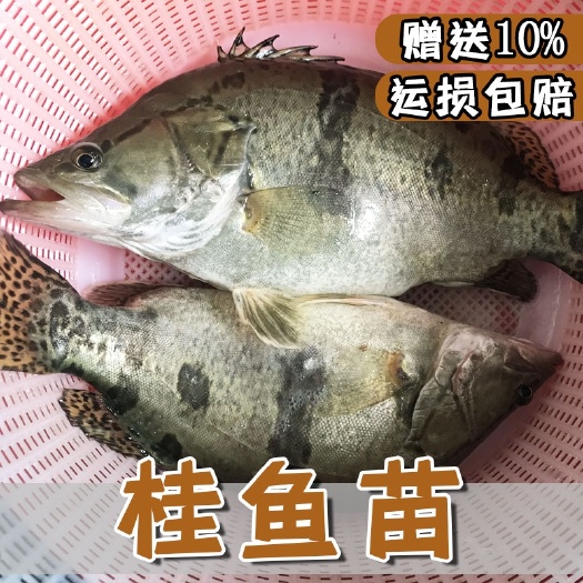 斑鳜 淡水养殖包邮活体桂花鱼苗优质鳜鱼苗大眼桂鱼苗斑桂鱼苗