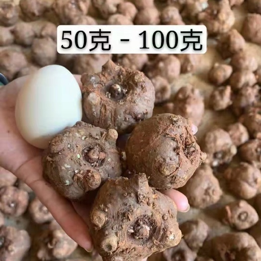 正安县花魔芋消毒脱水30%，个个都是挑选优质商品，全程技术跟踪