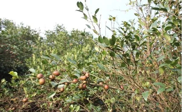 百色大头茶树 老品种山茶树