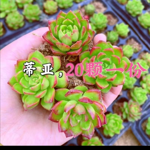 兴仁市火焰蒂亚