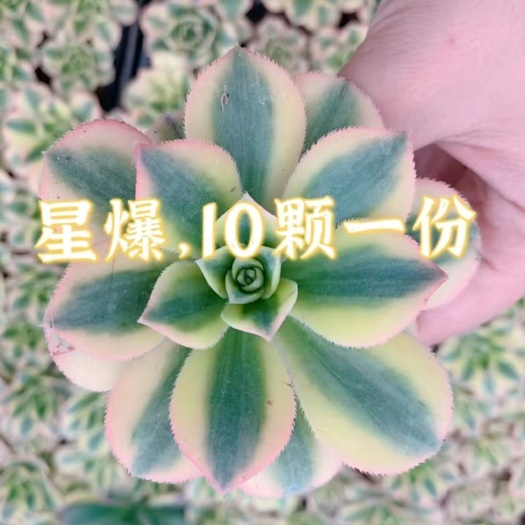 兴仁市星爆多肉